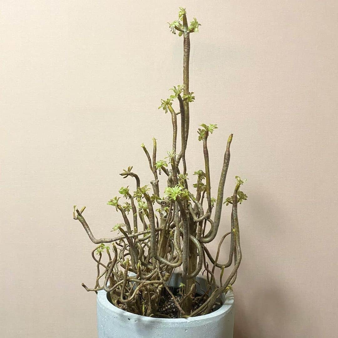 田中瞳さんのインスタグラム写真 - (田中瞳Instagram)「. 僕らはみんな生きている🫂  #leucodendron #dorsteniagigas #aeonium」8月1日 23時02分 - hitomi_tanaka_9