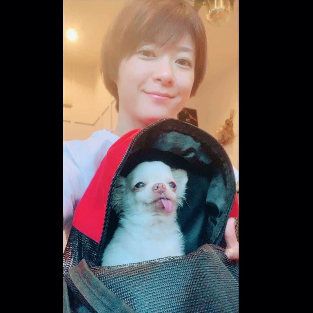 上野樹里さんのインスタグラム写真 - (上野樹里Instagram)「前回のインスタの答えは、ヤムナという健康器具で足裏をマッサージしているでした！😄ユーモアあふれる回答ありがとうございました😊 最近ブーが気に入っているアウトドアの犬用お出かけバックです。🎒 隔週更新のラジオ #AuDee や、月刊誌　#ESSE の巻頭連載にも、ブーとリュックの写真が。気晴らしに覚えていたら覗いてみてください♪ おやすみ〜😴🌝💫」8月2日 0時15分 - _juri_art_