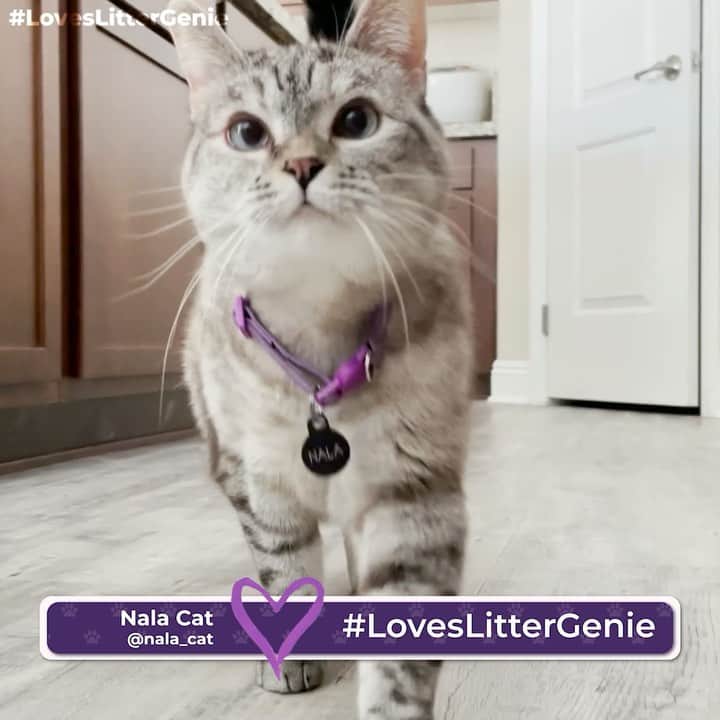 nala_catのインスタグラム：「I love @littergenie! Find out why I believe Litter Genie is the purrfect way to stop cat litter smell. To learn more about Litter Genie and their NEW and IMPROVED Litter Box – that is now created with a stronger plastic that ensures durability with the same awesome flexibility – check out littergenie.com where you can find a Litter Genie retailer near you!」