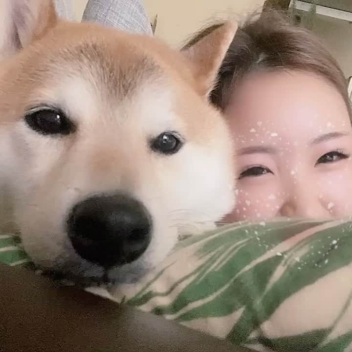 のインスタグラム：「私の愛息子🐶 ツンデレな喜助くん🐶⭐️」