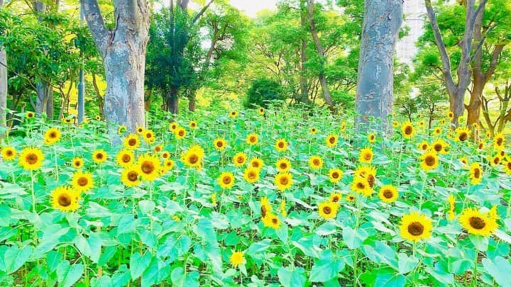 のインスタグラム：「《OhaYOKAN》  今朝の 原宿表参道は快晴なり…☀️  清々しく さわやかな夏晴れの朝🌅  朝ラン＆ウォークは快調でした…🏃‍♀️👟  さて  8月に入りましたが  YOKAN的には  7月分の 宿題がまだ終わらず…✏️🎹🎼  本日やっと ラストスパートです❣️  みなさま  笑顔でステキな1週間を…💓  本日のコース  🏃‍♀️原宿出発→明治通り→北参道駅→ 新宿三丁目駅→花園神社→東新宿駅→ 大久保通り→新大久保駅→皆中稲荷神社 →大久保駅→小滝橋通り→公園通り→ 新宿中央公園→十二社通り→西参道→ 参宮橋→明治神宮→原宿終点👟  ※今朝の  『YOKAN散歩』  映像は  新宿中央公園にて  まだ  小さくて 可愛いひまわりたち…🌻🌻🌻  この ひまわりは  『ゴッホ』  という  あの ゴッホの名画  『ひまわり』に  よく似ていることから 名付けられた品種です…🌻✨  総入れ歯⁉️  あっ、 そういえば（笑）  最近  『リボルバー』 （原田マハさん著）  という  あの ゴッホは拳銃自殺ではなく ゴーギャンに撃たれた…🔫  という 仮説を紐解いていく  ステキな小説を読みました…📗  小説の 内容だけではなく 本の装丁もアートでした…🖼✨  そのうち ブックレビューしますね❣️  #harajuku #omotesando #tokyo #japan #原宿 #表参道 #morning #朝 #running #walking #朝ラン #ウォーキング #OhaYOKAN #YOKAN散歩 #朝活 #streetart #街角アート #ひまわり #向日葵 #sunflower #ゴッホ #gogh #flowerreport #お花便り #tokyocameraclub #リボルバー誰がゴッホを撃ち抜いたんだ #インスタ映え #instagram #笑顔でステキな1日を💓」