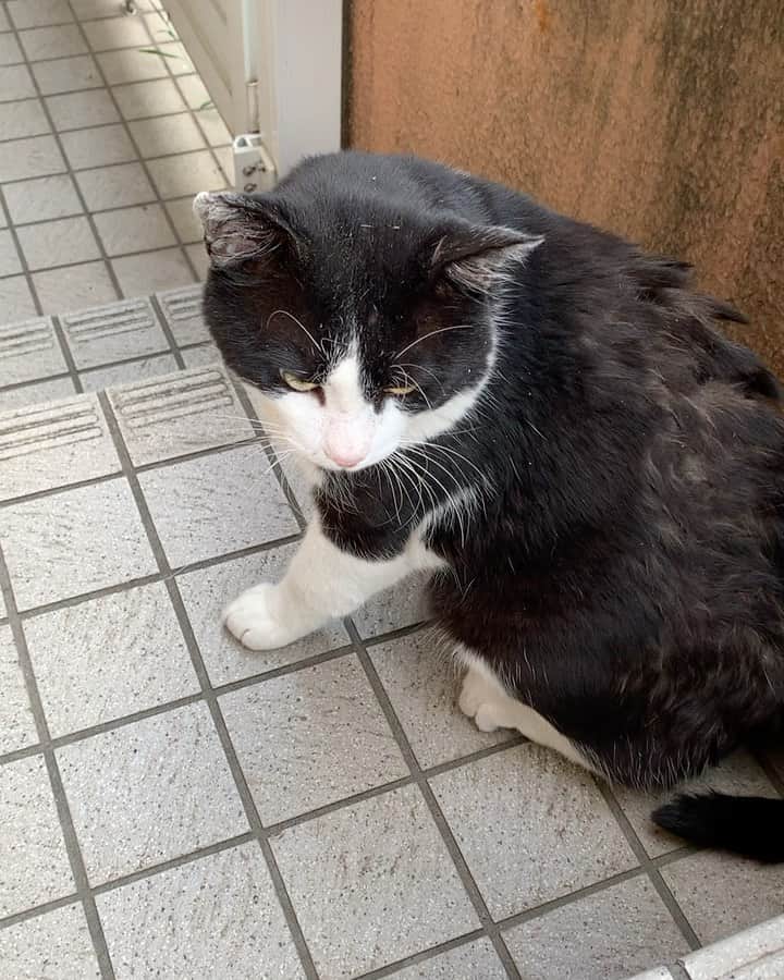 のインスタグラム：「おはようイカスミ Good Morning Ikasumi 鳴いた‼︎  Meow!!  #うちの猫ら #猫 #ikasumi #ねこ #cat #ネコ #catstagram #ネコ部 http://kachimo.exblog.jp」