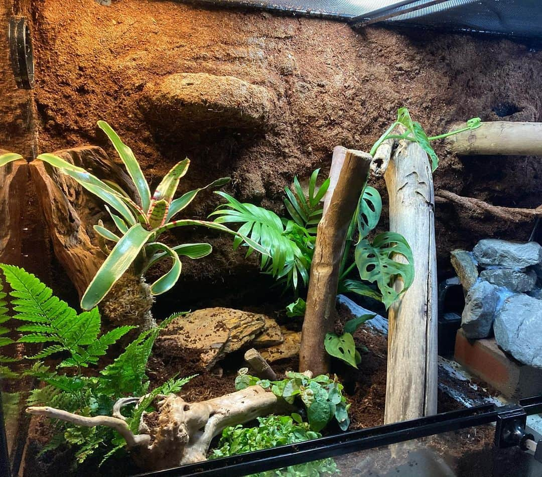 ケイティ・パスフィールドさんのインスタグラム写真 - (ケイティ・パスフィールドInstagram)「Rainforest terrarium for two Green Tree Frogs ••• On Monday, I decided that Willow and Gus deserve an upgraded condo for when they move on together. This was definitely the most fun I have had this lockdown.  Video time lapse and tour on next post 🐸」8月2日 11時33分 - katiepasfield