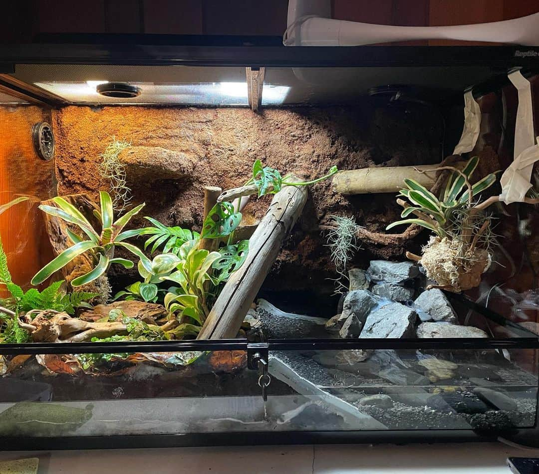 ケイティ・パスフィールドさんのインスタグラム写真 - (ケイティ・パスフィールドInstagram)「Rainforest terrarium for two Green Tree Frogs ••• On Monday, I decided that Willow and Gus deserve an upgraded condo for when they move on together. This was definitely the most fun I have had this lockdown.  Video time lapse and tour on next post 🐸」8月2日 11時33分 - katiepasfield