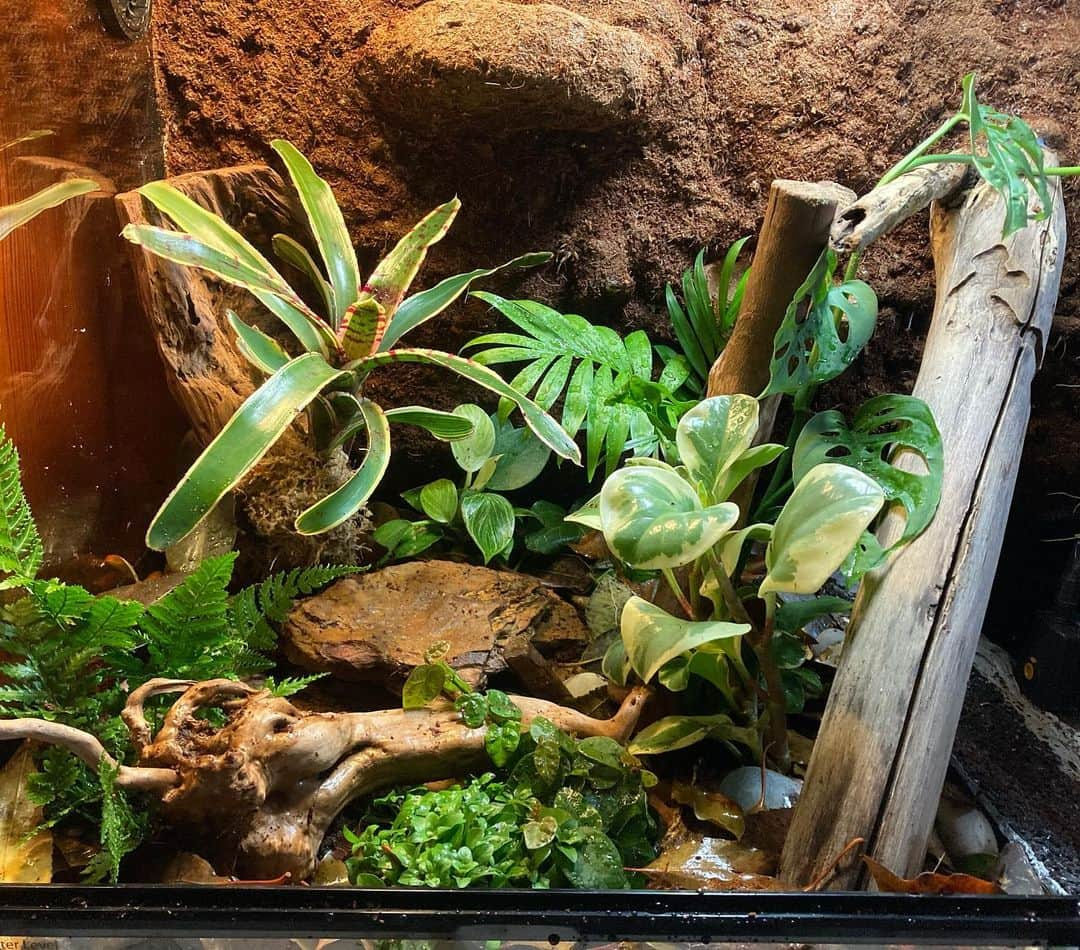 ケイティ・パスフィールドのインスタグラム：「Rainforest terrarium for two Green Tree Frogs ••• On Monday, I decided that Willow and Gus deserve an upgraded condo for when they move on together. This was definitely the most fun I have had this lockdown.  Video time lapse and tour on next post 🐸」