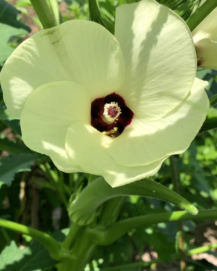 加藤紀子のインスタグラム：「一服の涼🥰 見るたびにうっとりするのは、 オクラのお花。  でも暑い💦  #カトノリ農園」