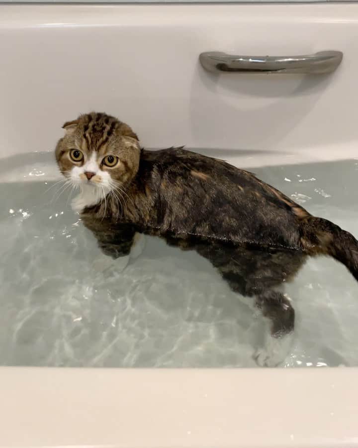 のインスタグラム：「Bath time 🐵🛀🏻  抜け毛が凄かったのでシャンプーしました〜🙉🚿 毎日ブラッシングしてるのに なんでこんなに抜けるんだろう🤔 でもこれで少し涼しく夏を過ごせるね〜☺️  #weeklyfluff #cat #adorable #neko #scottishfold #catlover #pleasantcats #meowed #9gag #catlife #bathtime #catstagram」