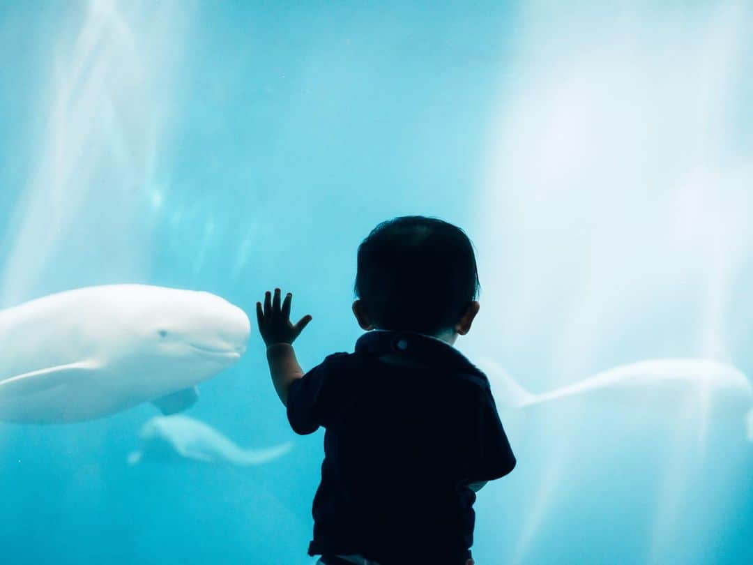 Kobe Japan Water artのインスタグラム：「"Hello friends🐬" 目があえば、もう友達🤝」