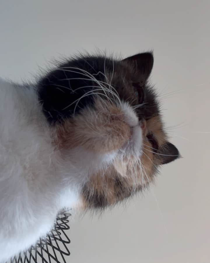 Pudgeのインスタグラム：「Me on FaceTime with my friends」