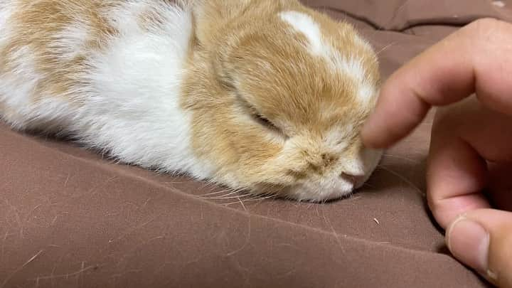 BUNNY?TUNA? のインスタグラム：「. ツナは毎日換毛期😅💦 子どもたちがいないので久しぶりになでなでタイム🤲🏻 . #エブリデイ換毛期#換毛期  #ネザーランドドワーフ#うさぎ#ふわもこ部#うさぎのしっぽ#ペット#netherlanddwarf#bunnystagram#rabbit#lapin#cutebunny#bunnylove#bunnies#pet#petgram#rabbitstagram#japan#kawaii#weeklyfluff#cutepetclub#instapets#instabunnies#animallovers#兔子#微小的」