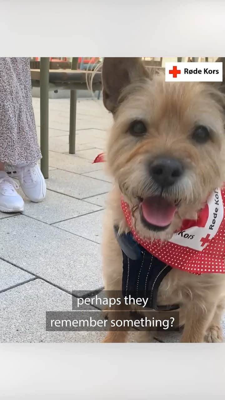 ネーブ・キャンベルのインスタグラム：「These four-legged @rodekorsnorge volunteers in #Norway are bringing joy to patients living in a dementia village. ❤️」