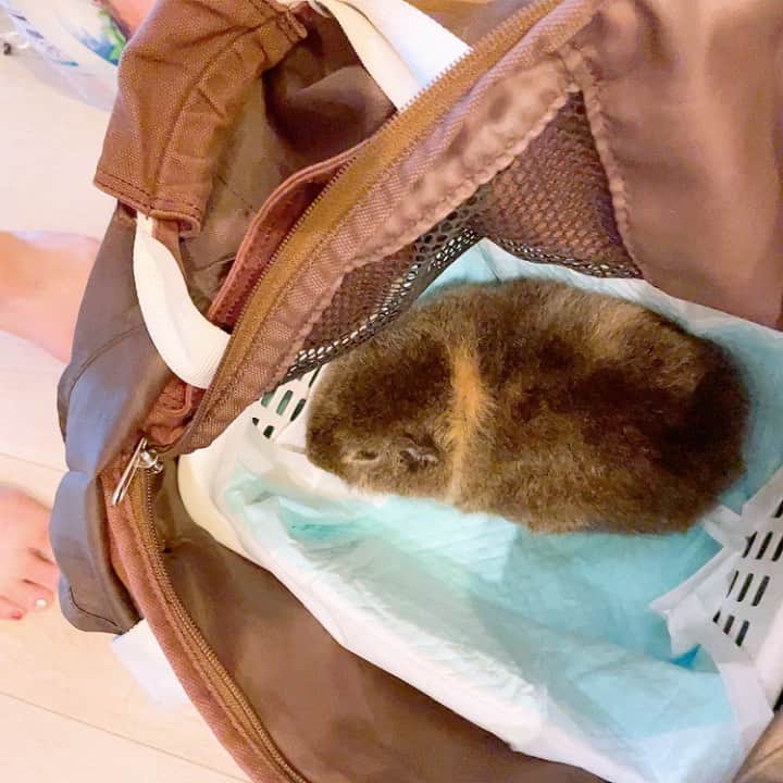 のインスタグラム：「もっちり💕💕 #モルモット #お出かけ #爪切り #guineapig」