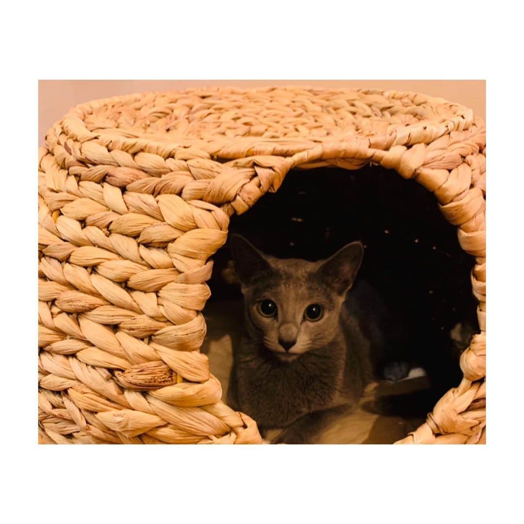 吉田志織さんのインスタグラム写真 - (吉田志織Instagram)「毎日どんな時もかわいいです☺️☺️  #猫 #ねこ #ネコ」8月3日 19時10分 - shiori_official_321