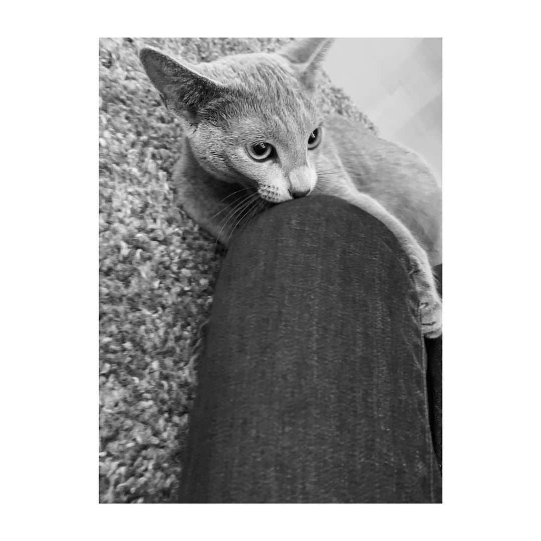 吉田志織さんのインスタグラム写真 - (吉田志織Instagram)「毎日どんな時もかわいいです☺️☺️  #猫 #ねこ #ネコ」8月3日 19時10分 - shiori_official_321