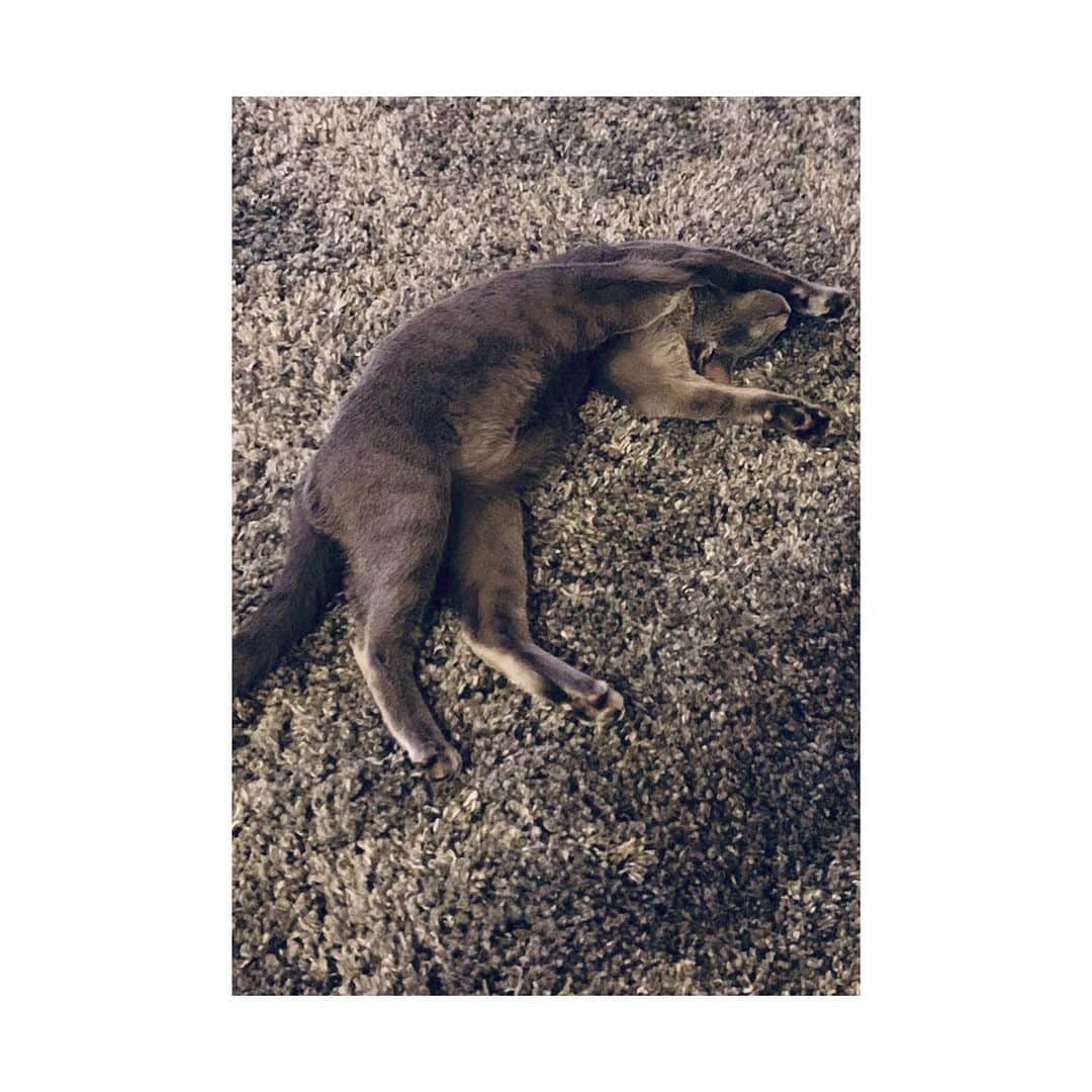 吉田志織のインスタグラム：「毎日どんな時もかわいいです☺️☺️  #猫 #ねこ #ネコ」