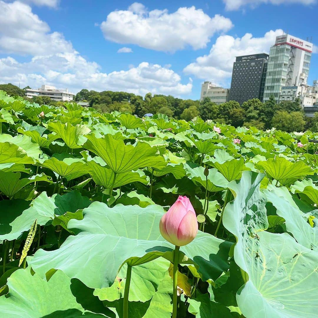 望月理恵さんのインスタグラム写真 - (望月理恵Instagram)「上野不忍池  都会のオアシスです。 めっちゃ暑いけど😂  #蓮#ロータス #上野不忍池 #泥水の中で育つ #苦難を乗り越えてやがて大きく花開く#人生に例えられますよね#花言葉#清らかな心 #仏教#お釈迦さま」8月3日 12時46分 - mochiee28