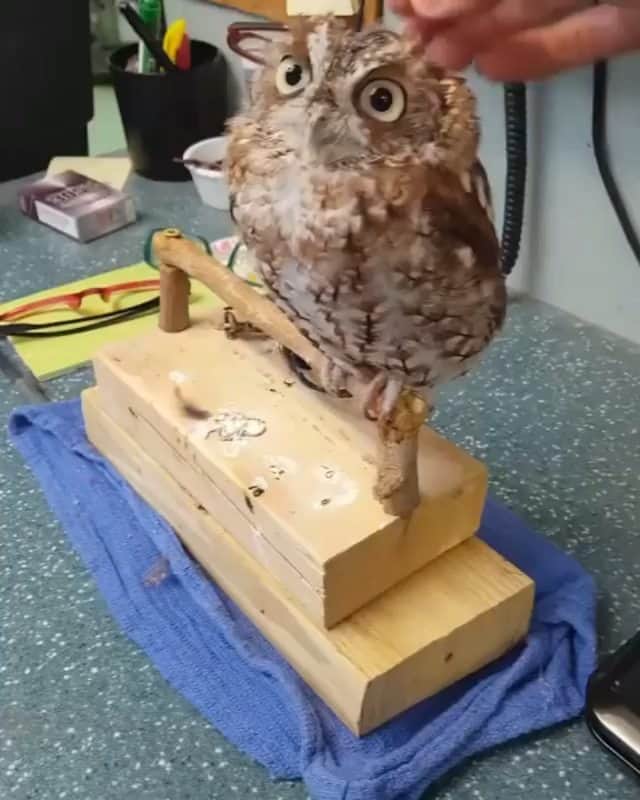 Beautiful Nature & Animalsのインスタグラム：「Screech owl loves a head scratches 🦉 BY @mustloverodents (Not a pet. Sadly it’s blind in one eye and wouldn’t survive in the wild.)」