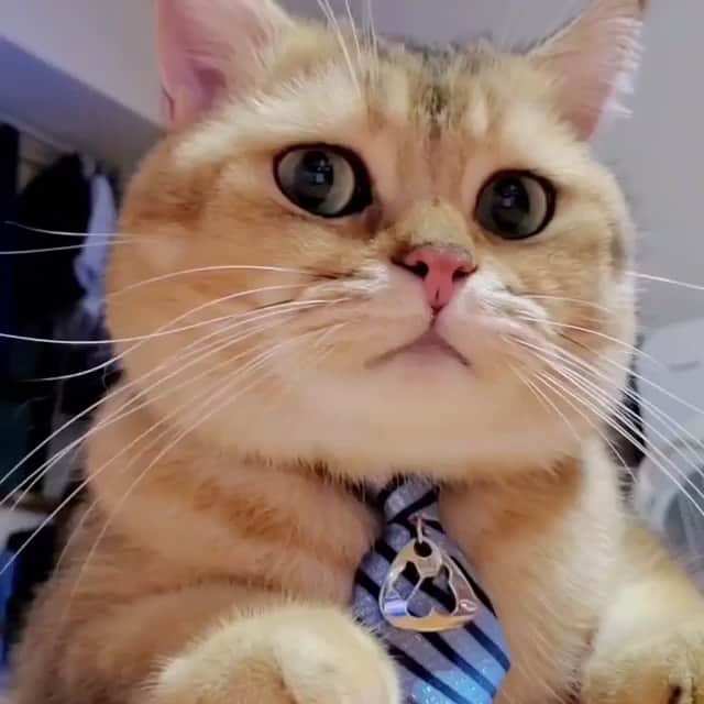 The Cats Of Instagramのインスタグラム：「#Repost • Happy #BowTieTuesday! • @pazutaki Taki: Checking and replying email in office on Monday 😼😿」