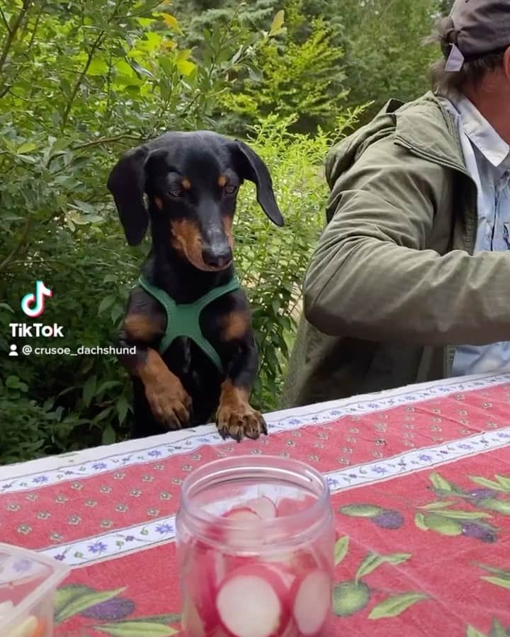 Crusoe the Celebrity Dachshundのインスタグラム：「“Panic at the picnic” ~ Crusoe」