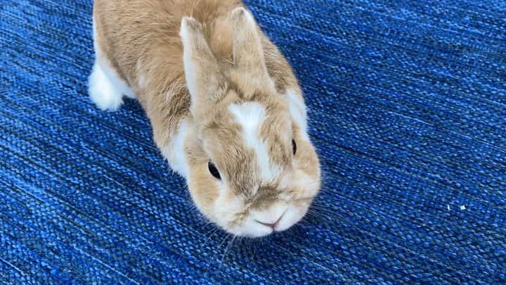 BUNNY?TUNA? のインスタグラム：「. おはようツナ☀️ 毎日食べるご飯は乳酸菌のカリカリが1番好きだよね〜😋 いつも最初に無くなる。 そして大麦、ペレットは最後、朝あげて食べ終わるのは夕方くらいとゆったりなが〜いお食事🌱 それにしても暑い🥵行ってきます〜🛤 . #朝ごはん#乳酸菌 #ネザーランドドワーフ#うさぎ#ふわもこ部#うさぎのしっぽ#ペット#netherlanddwarf#bunnystagram#rabbit#lapin#cutebunny#bunnylove#bunnies#pet#petgram#rabbitstagram#japan#kawaii#weeklyfluff#cutepetclub#instapets#instabunnies#animallovers#兔子#微小的」