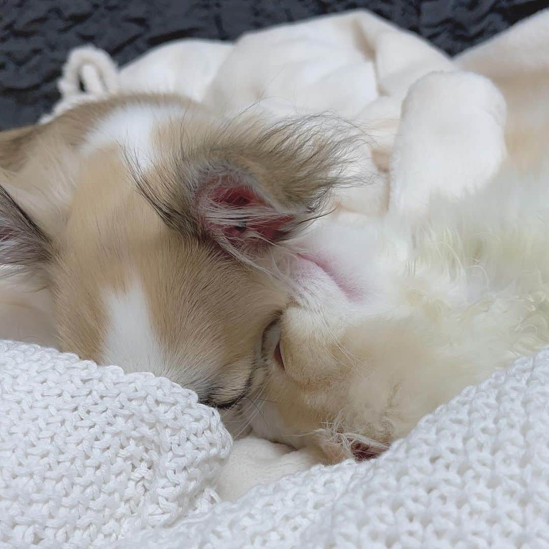 りなてぃさんのインスタグラム写真 - (りなてぃInstagram)「⁡ ⁡ ⁡ ⁡ miltea...♡ 天使かな🐶🐈♡ ⁡ ⁡ みるはずーっと動き回ってるから 寝てる写真がすんごい多い🐶 ⁡ ⁡ ⁡ #犬 #チワワ #フォーンホワイト #犬のいる暮らし #いぬのいる暮らし #いぬすたぐらむ #猫 #スコティッシュフォールド #猫のいる暮らし #ねこのいる生活 #ねこすたぐらむ ⁡ ⁡」8月4日 12時34分 - rinatea_25