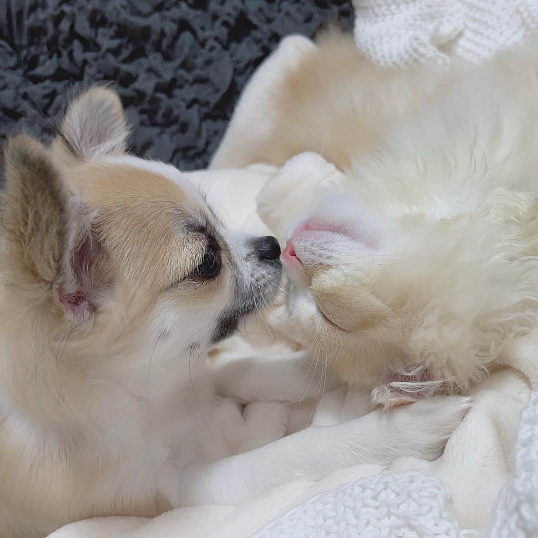 りなてぃさんのインスタグラム写真 - (りなてぃInstagram)「⁡ ⁡ ⁡ ⁡ miltea...♡ 天使かな🐶🐈♡ ⁡ ⁡ みるはずーっと動き回ってるから 寝てる写真がすんごい多い🐶 ⁡ ⁡ ⁡ #犬 #チワワ #フォーンホワイト #犬のいる暮らし #いぬのいる暮らし #いぬすたぐらむ #猫 #スコティッシュフォールド #猫のいる暮らし #ねこのいる生活 #ねこすたぐらむ ⁡ ⁡」8月4日 12時34分 - rinatea_25