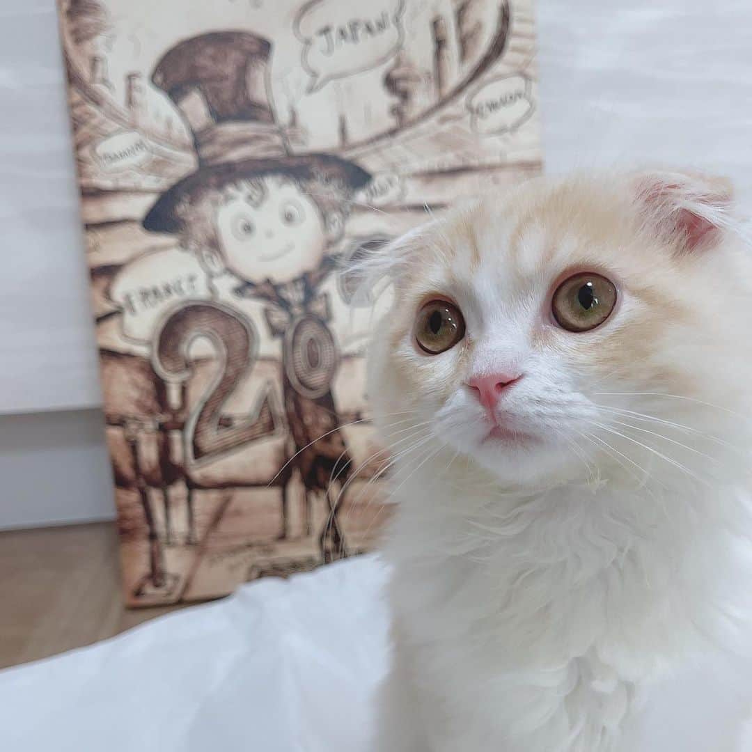 りなてぃさんのインスタグラム写真 - (りなてぃInstagram)「⁡ ⁡ ⁡ ⁡ miltea...♡ 天使かな🐶🐈♡ ⁡ ⁡ みるはずーっと動き回ってるから 寝てる写真がすんごい多い🐶 ⁡ ⁡ ⁡ #犬 #チワワ #フォーンホワイト #犬のいる暮らし #いぬのいる暮らし #いぬすたぐらむ #猫 #スコティッシュフォールド #猫のいる暮らし #ねこのいる生活 #ねこすたぐらむ ⁡ ⁡」8月4日 12時34分 - rinatea_25