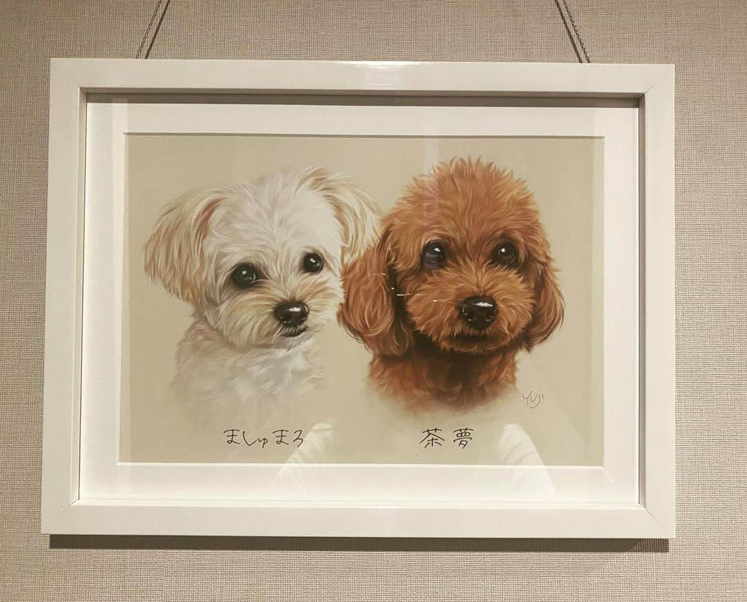 吉田朱里さんのインスタグラム写真 - (吉田朱里Instagram)「見てー🐶🤍玄関に飾ってる 茶夢ましゅの絵🖼 @yujiyama_art さんが 描いてくださいました🐶🤍 そっくりすぎ！これで一人暮らしも寂しくないゾ🙆‍♀️🙆‍♀️ #愛犬」8月4日 15時03分 - _yoshida_akari