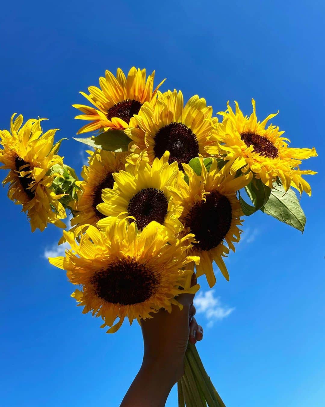 石橋穂乃香のインスタグラム：「🌻 マネージャーさんが誕生日祝いにくださった、ひまわりのブーケ！ 4種類のひまわりが入ってるんですって！ なんて可愛らしいの！！ 夏！！🌻🌞🌻🌞🌻🌞🌻🌞🌻  There’s a four types of sunflower in this bouquet! How cute!!!!!🥺❤️」
