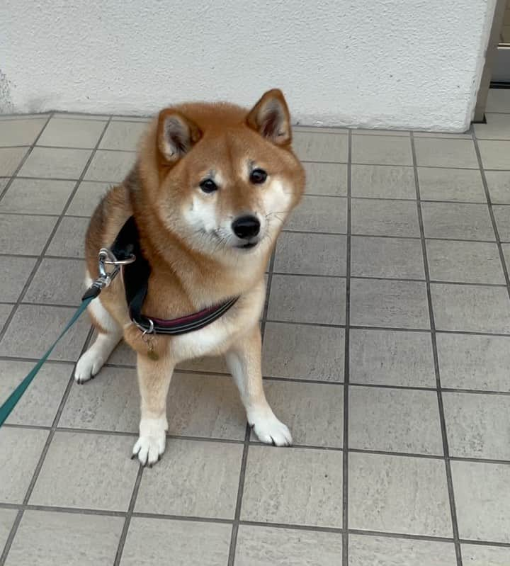 井上志帆子のインスタグラム