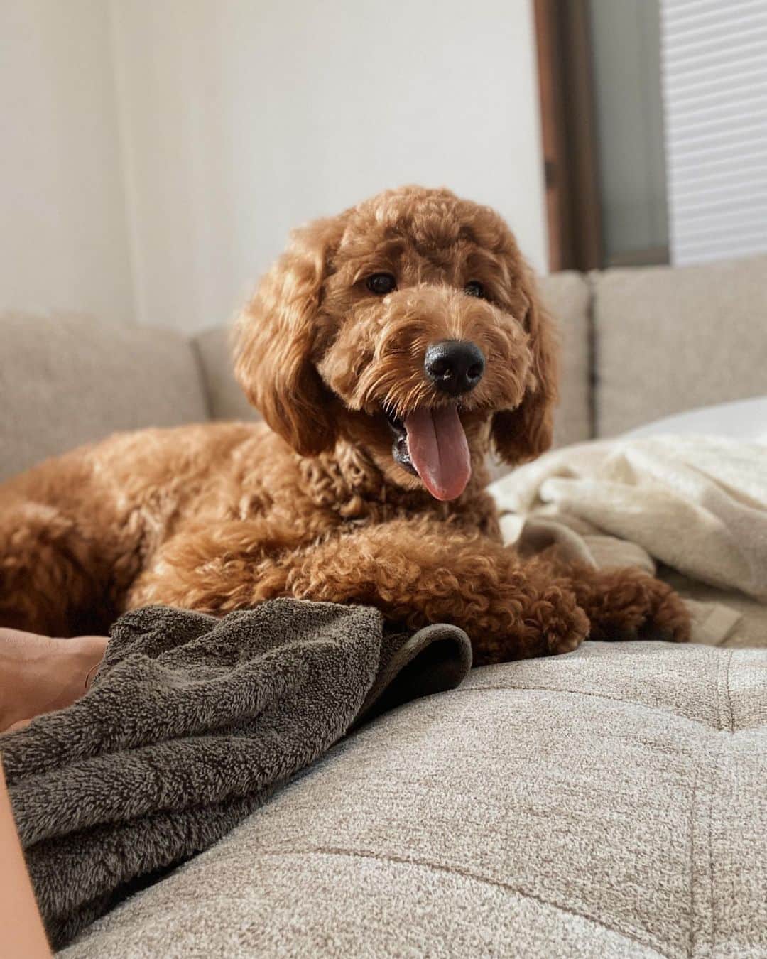 森山菜々のインスタグラム：「. きのう紹介した、モアモアなモアナのモアちゃん🐶  この子は、今月OPEN予定の、LAULE'A STEAK に看板犬として出勤します〜🐻🎒🤎  ぜひモアちゃんに会いに来てあげてくださ〜い🦦🐾」