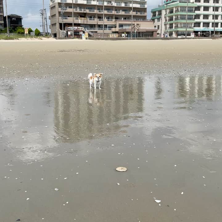 のインスタグラム：「I can’t go🐶💦  ちまはじめてのビーチ👙その4  ちま、来れず🤣🤣🤣」
