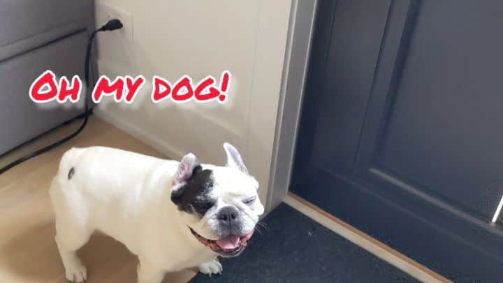 Manny The Frenchieのインスタグラム：「Have you heard about the myQ Pet Portal? You gotta check it out, it’s pawsome! It’s the perfect smart home pupgrade for our new home and we can’t wait to get one installed! Now that I have a backyard to run around and play in, I’ll be able to get outside whenever I want, even when my parents are away. My parents are super excited too because unlike conventional retrofit pet doors, the myQ Pet Portal is virtually unnoticeable from the outside so they can keep the exterior appearance of their new home looking the same and give us the freedom to potty and play on demand. Stay tuned, I know we will have some fun adventures to share with our newfound freedom! In the meantime check it out for yourself! Link in bio!!  @myqconnect」