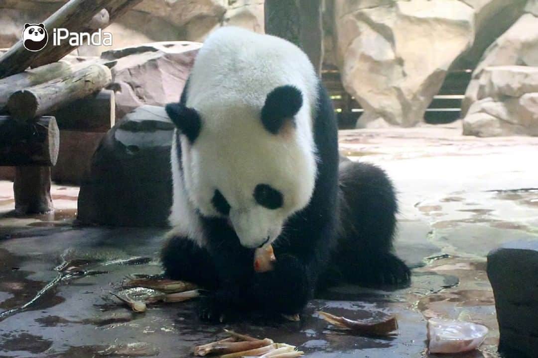 iPandaさんのインスタグラム写真 - (iPandaInstagram)「The summer heat strikes Yangzhou, a beautiful city of east China's Jiangsu province. Let’s see how pandas and their neighbors relieve the heat in an ecological zoo of Yangzhou. (Photo credit: CFP.CN) 🐒 🐼 🐼 🐼 #Panda #iPanda #Cute #PandaPic #WildlifeParadise」8月5日 17時30分 - ipandachannel