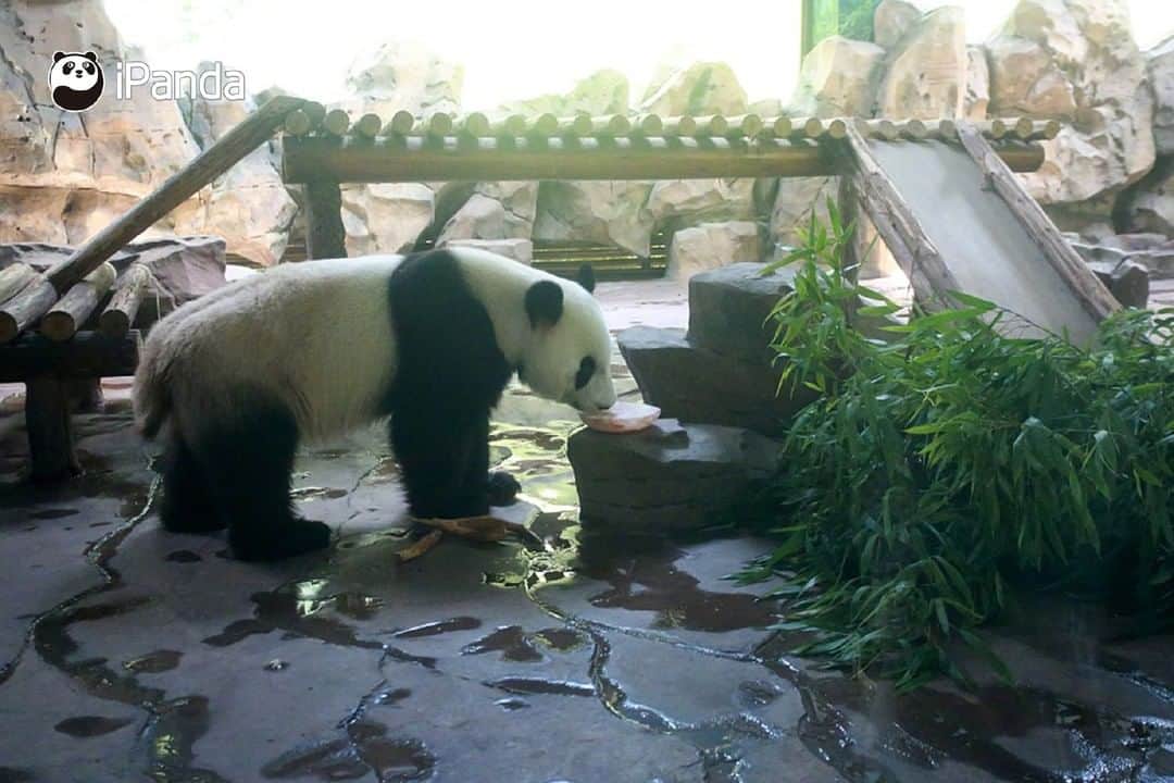 iPandaさんのインスタグラム写真 - (iPandaInstagram)「The summer heat strikes Yangzhou, a beautiful city of east China's Jiangsu province. Let’s see how pandas and their neighbors relieve the heat in an ecological zoo of Yangzhou. (Photo credit: CFP.CN) 🐒 🐼 🐼 🐼 #Panda #iPanda #Cute #PandaPic #WildlifeParadise」8月5日 17時30分 - ipandachannel