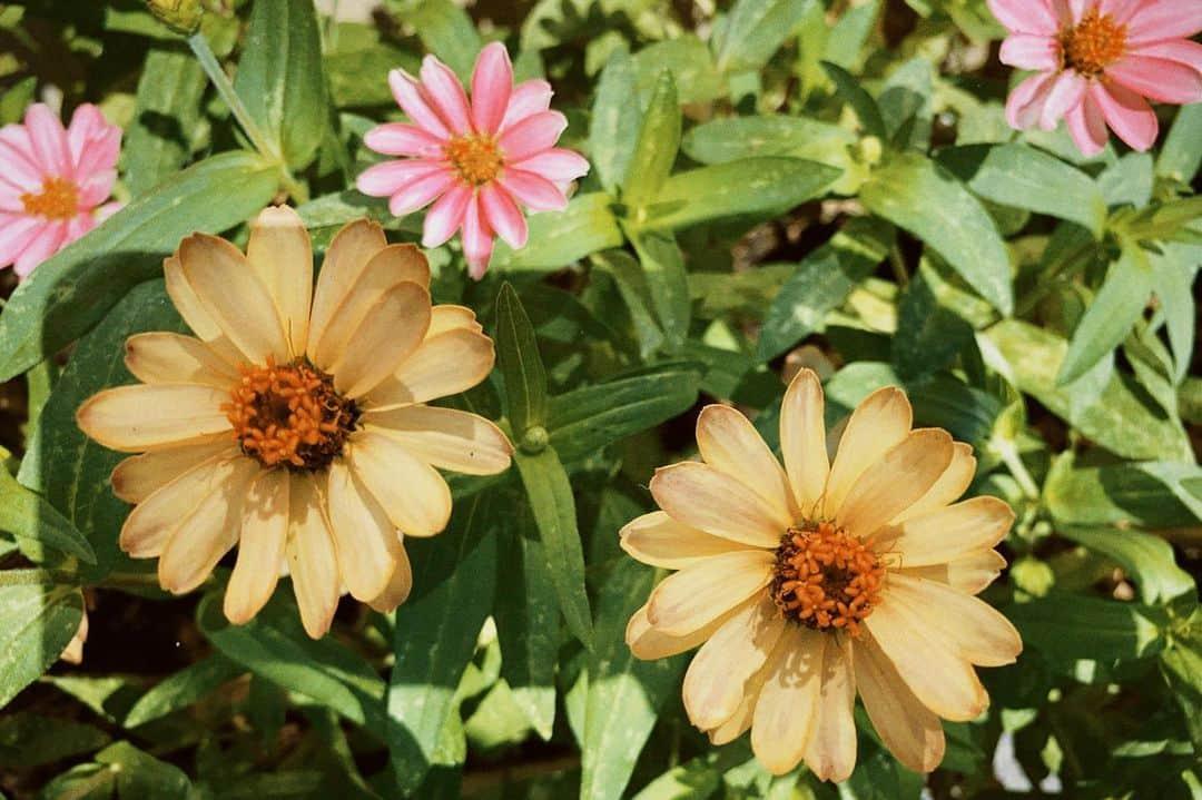 川本紗矢さんのインスタグラム写真 - (川本紗矢Instagram)「Bunga🌼 お花見かけるとすぐ写真撮っちゃう🌼」8月5日 17時38分 - sayaya_38