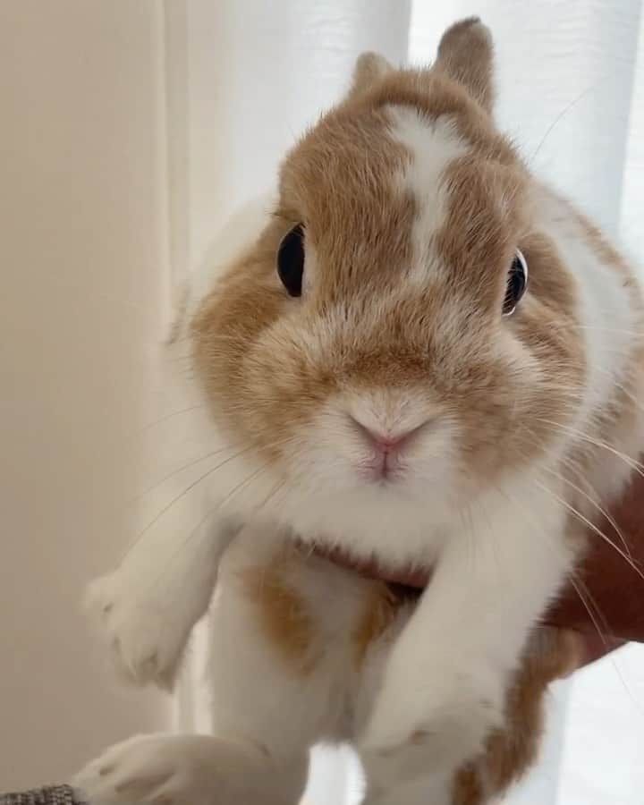 BUNNY?TUNA? のインスタグラム：「. ぬいぐるみ🧸 #ネザーランドドワーフ#うさぎ#ふわもこ部#うさぎのしっぽ#ペット#netherlanddwarf#bunnystagram#rabbit#lapin#cutebunny#bunnylove#bunnies#pet#petgram#rabbitstagram#japan#kawaii#weeklyfluff#cutepetclub#instapets#instabunnies#animallovers#兔子#微小的」