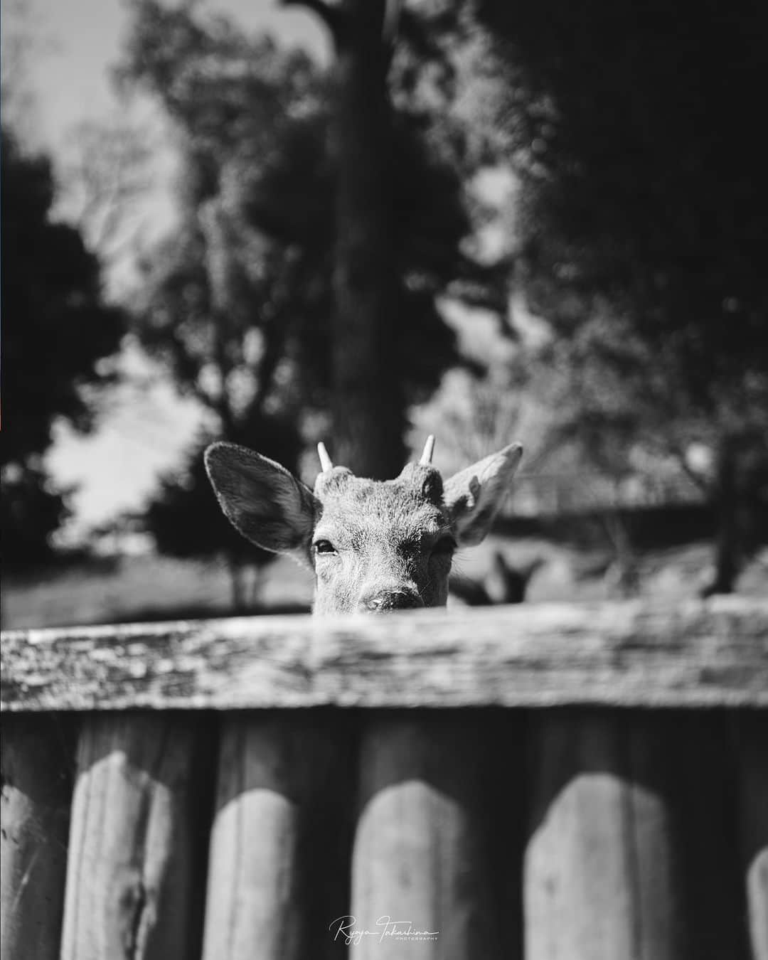 Ryoyaのインスタグラム：「Oh…Hi there🦌 Deer is one of my favorite wild animals :)  Camera : #GFX100 Lens : #GF45mm ISO200 // 45mm // f2.8 // ss1/1250”  #Nara #Japan #deer #wilddeer #奈良 #鹿」