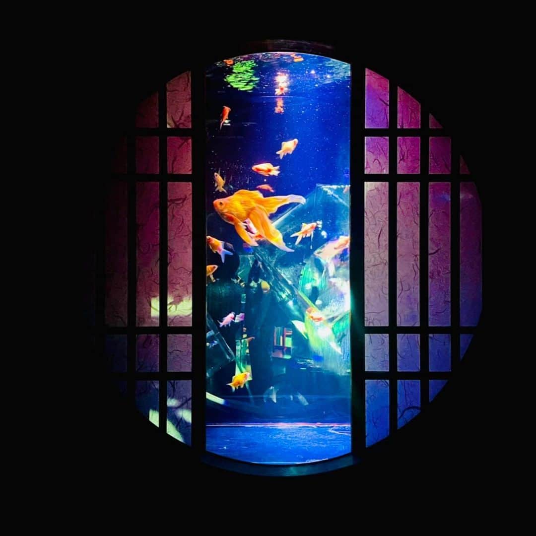 範田紗々さんのインスタグラム写真 - (範田紗々Instagram)「#金魚の街 #コレド室町 #アートアクアリウム2021」8月5日 19時07分 - handa_sasa