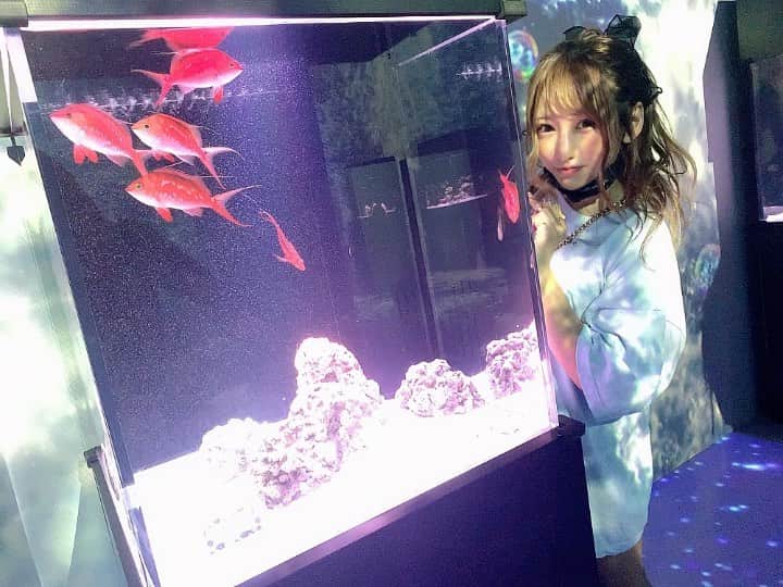 のインスタグラム：「. 何かに迷ったときは 人生が変わるきっかけだってこと🍉  #バーレスク　#バーレスク東京 #アクアパーク品川  #品川　#水族館　#金魚　#水色　#水色向上委員会  #ポニテ　#ポニーテール　#ヘアメ　#ヘアアレンジ　#ヘアメイク」