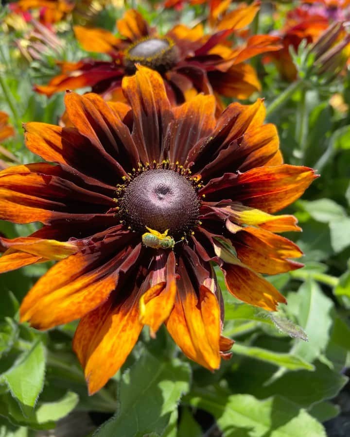 OLIVIAのインスタグラム：「Magical moment at the nursery today. It looks like an iridescent bee with pollen all over it. So beautiful 💘💘💘 Anyone know what this insect is called? #summerwindsnursery」
