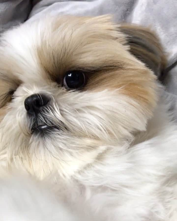 りんくのインスタグラム：「おはようです🥱🐶💤 #まだ眠いもふもふ」