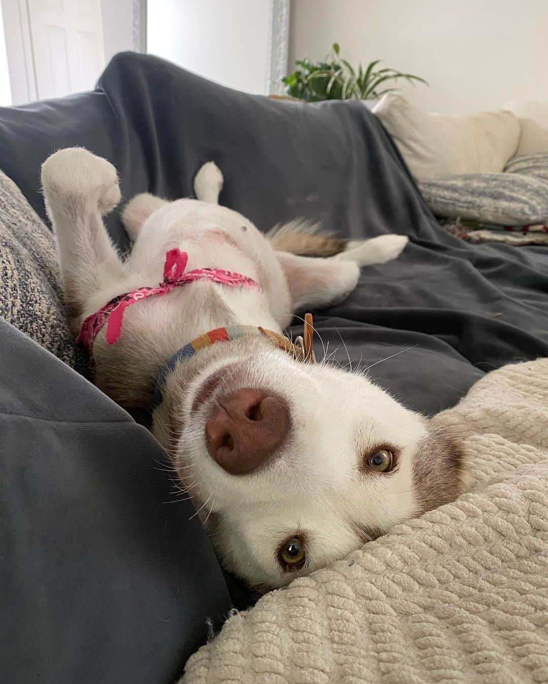 Gabrielle Grace Epsteinさんのインスタグラム写真 - (Gabrielle Grace EpsteinInstagram)「Here are some tits on fostering a dog…oops I mean tips! But seriously if you can please foster a shelter dog - you will change their life forever ❤️ . This is Luna - I saw a story about how she was left abandoned in a shelter and was due to be euthanized (she had previously had surgery to remove her front leg after the previous owner abused her). The before and after photos of Luna are night and day and she’s constantly the happiest little pup now! If you’re thinking about bringing a dog into your family please reach out to your local shelters - there are so many amazing dogs who need forever homes 🐶 #adoptdontshop」8月6日 5時53分 - gabbyepstein