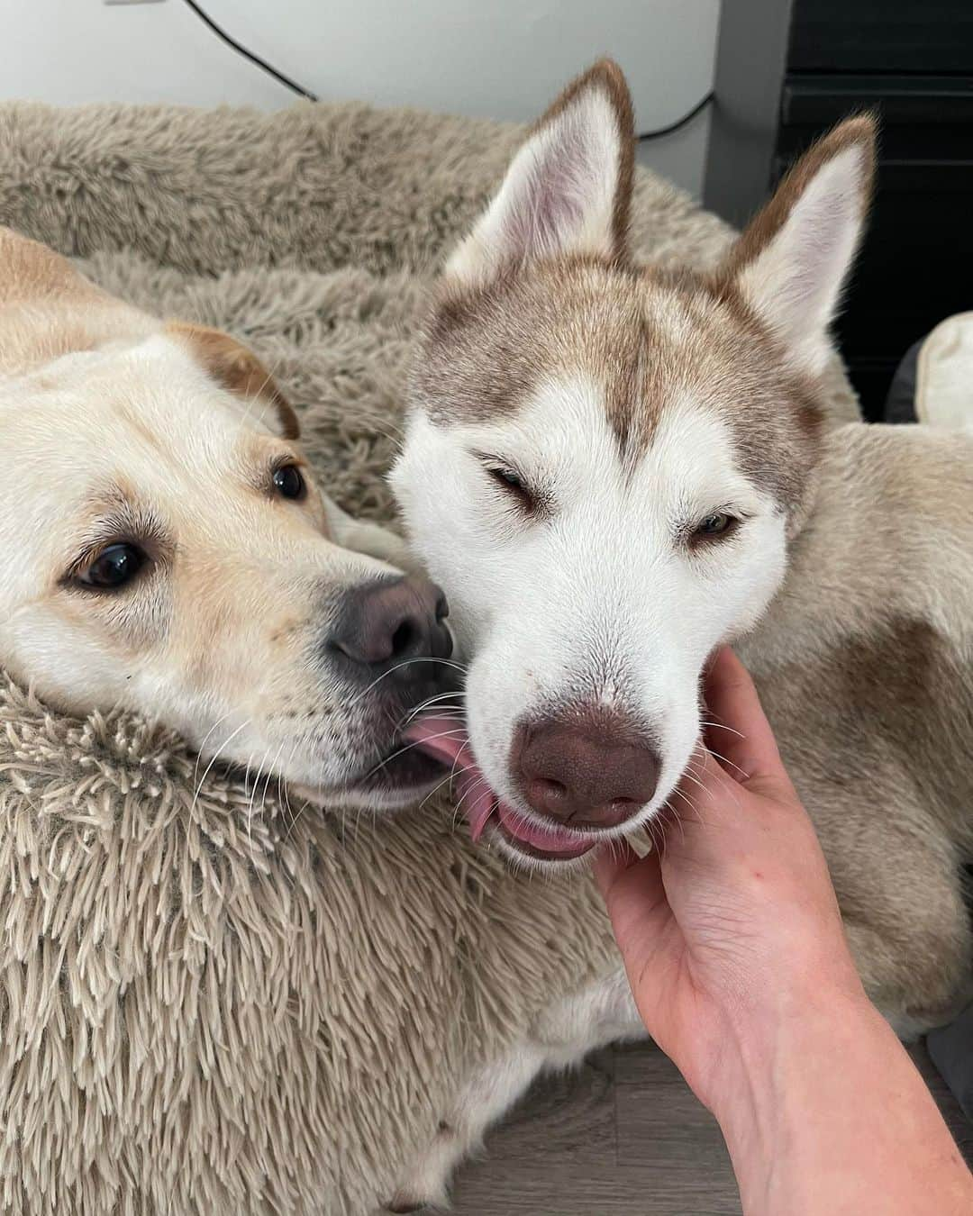 Gabrielle Grace Epsteinさんのインスタグラム写真 - (Gabrielle Grace EpsteinInstagram)「Here are some tits on fostering a dog…oops I mean tips! But seriously if you can please foster a shelter dog - you will change their life forever ❤️ . This is Luna - I saw a story about how she was left abandoned in a shelter and was due to be euthanized (she had previously had surgery to remove her front leg after the previous owner abused her). The before and after photos of Luna are night and day and she’s constantly the happiest little pup now! If you’re thinking about bringing a dog into your family please reach out to your local shelters - there are so many amazing dogs who need forever homes 🐶 #adoptdontshop」8月6日 5時53分 - gabbyepstein