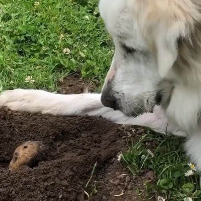 Beautiful Nature & Animalsのインスタグラム：「Caption this video below! 🐶 By @fiona_the_great_pyrenees」