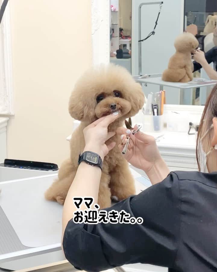 のインスタグラム：「・ 先日のパンナのシャンプー🛁 頭とおパンツだけ整えていただきました😊✨ ・ 預ける時はママ助けて〜って感じなのに、終わるとお姉さん遊ぼう〜ってずっと抱っこしたり変貌するパンナです😅 ・ いつも嬉しいコメントをありがとうございます✨🙇‍♀️✨感謝の気持ちでいっぱいです✨ ・ #トイプードル #プードル #ふわもこ部 #わんこ #犬 #愛犬 #ペット #いぬすたぐらむ #犬バカ部 #いぬばか部 #わんこなしでは生きていけません会 #いぬのいる暮らし#toypoodlered #toypoodle #poodle #dog #dogs #instadog #cutedog #ilovemydog #dogstagram #あずしょこぱん #トリミング」