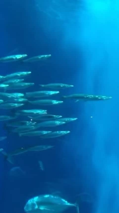 皇咲あゆのインスタグラム：「#美ら海水族館」