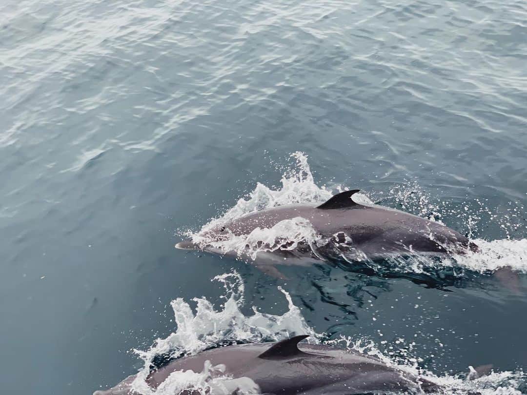 岡田万里奈さんのインスタグラム写真 - (岡田万里奈Instagram)「. . . . 皆さんは、こんなにたくさんのイルカに 遭遇したことはありますか？ . 何千何万匹のイルカ、 船長も長年やってきて初めてだって言っていました。 . 魚は釣れないけど、一生見ていられる😌 . . . #イルカ #dolphins  #相模湾」8月6日 13時56分 - lovendor_okamari