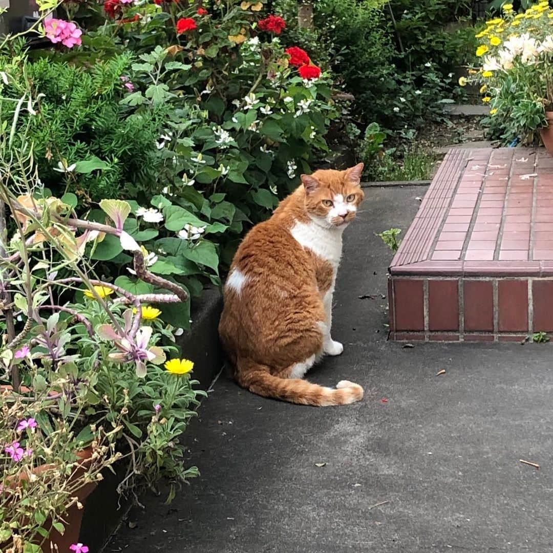 松居直美さんのインスタグラム写真 - (松居直美Instagram)「ハナちゃんは毎日、開かない玄関の前でおばあちゃんを待ち続けました。#ハナちゃんの話し」8月6日 14時27分 - naomimatsui.official