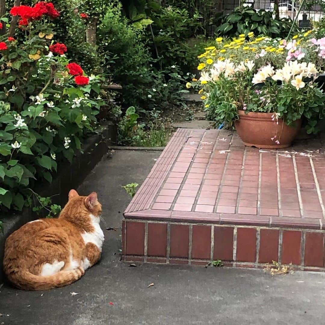 松居直美さんのインスタグラム写真 - (松居直美Instagram)「ハナちゃんは毎日、開かない玄関の前でおばあちゃんを待ち続けました。#ハナちゃんの話し」8月6日 14時27分 - naomimatsui.official